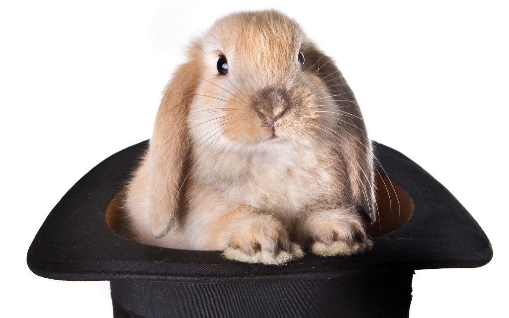 rabbit-in-hat-pic